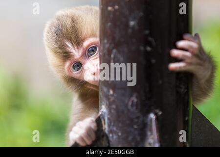 Close up of a playfule male baby japanese macaque, hiding behind a steel pole and staring at the camera, against a bokeh background Stock Photo