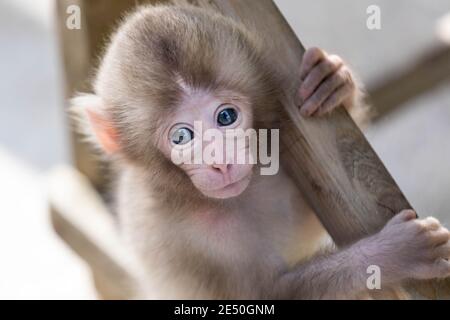 Close up of a baby japanese macaque holding on a wooden pole and staring back at the camera Stock Photo