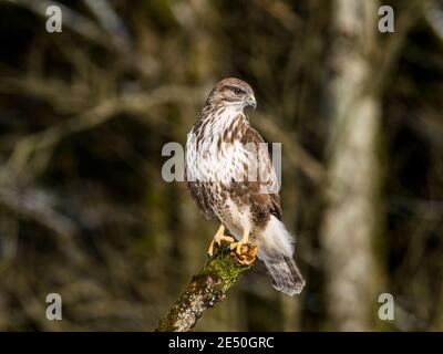 A common buzzard in the snow in winter in mid Wales Stock Photo