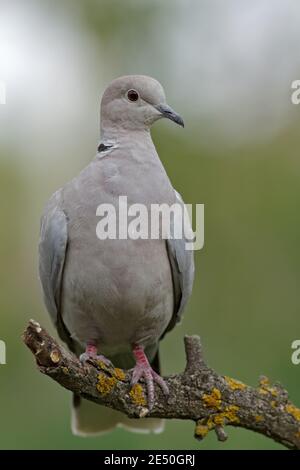 The Eurasian collared dove (Streptopelia decaocto) close up portrait on colorful blurred background, standing on a branch. Stock Photo