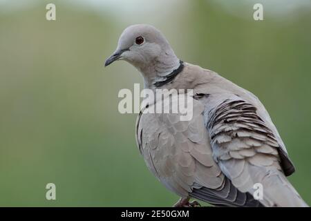 Collared dove close up in isolated background, Streptopelia decaocto, wild bird. Stock Photo