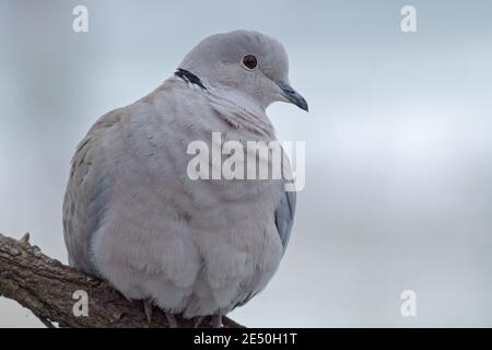 A portrait of an Eurasian Collared dove resting on a branch, Streptopelia decaocto, wild bird. Stock Photo