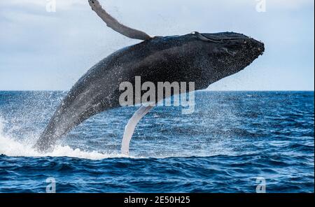 Humpback whale,  Megaptera novaeangliae, breaching, Atlantic Ocean, The Azores. Stock Photo