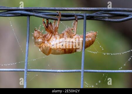 A dead Cicada on a fence near a spider web Stock Photo
