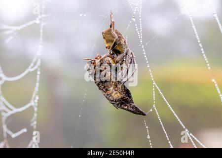 A large spider in a web covered with water drops in a domestic garden Stock Photo