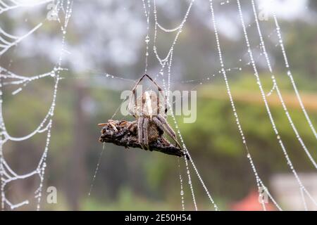 A large spider web covered with water drops in a domestic garden Stock Photo