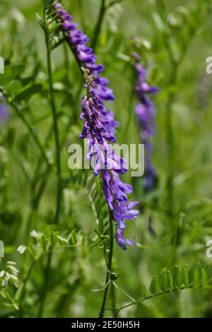Flowers of a downy vetch in summer, fodder fetch, shaggy fetch, hasiry fetch - Vicia villosa - free growing on a meadow, Bavaria, Germany Stock Photo
