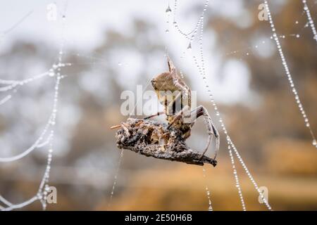 A large spider web covered with water drops in a domestic garden Stock Photo