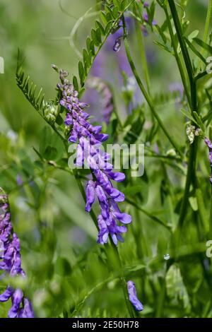 Flowers of a downy vetch in summer, fodder fetch, shaggy fetch, hasiry fetch - Vicia villosa - free growing on a meadow, Bavaria, Germany Stock Photo