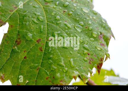 Water drops on a large green leaf in a domestic garden Stock Photo