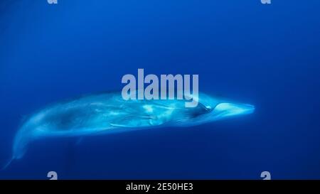 fin whale, Balaenoptera physalus, vulnerable species, Pico Island, Azores, Portugal, Atlantic Ocean Stock Photo