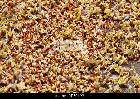 Closeup horizontal background from organic microgreen of 2 days watercress. Seed Germination at home. Vegan and healthy eating concept. Sprouted germi Stock Photo