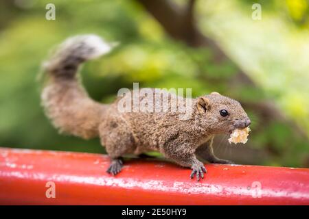 Close up of a wary grey squirrel holding a morsel of bread in its mouth, and standing on a red wooden pole, against a bright green bokeh background Stock Photo