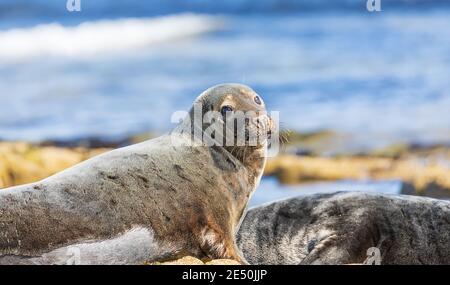 Close up photo of seal on the seashore of the North Sea. Northumberland. UK Stock Photo