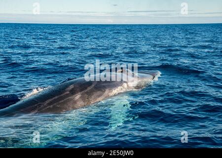 fin whale, Balaenoptera physalus, vulnerable species, Pico Island, Azores, Portugal, Atlantic Ocean Stock Photo