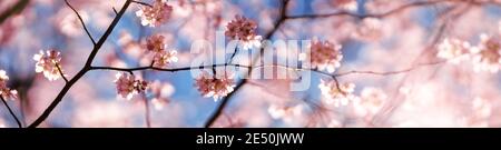 Blurred sakura tree twigs on blue background. Stock Photo
