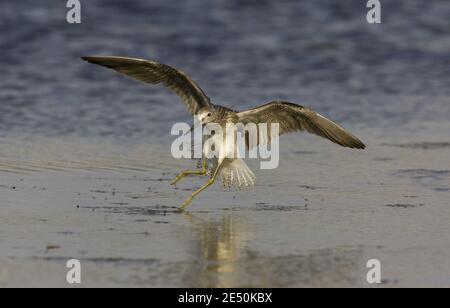 Beautiful shot of a lesser yellowlegs bird landing on a beach at sunset Stock Photo