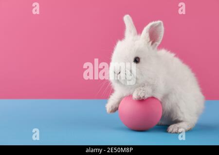 White Easter bunny rabbit with egg on blue and pink background Stock Photo
