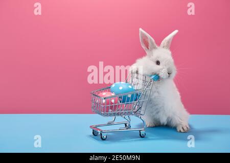White Easter bunny rabbit with shopping basket and painted eggs on blue and pink background Stock Photo