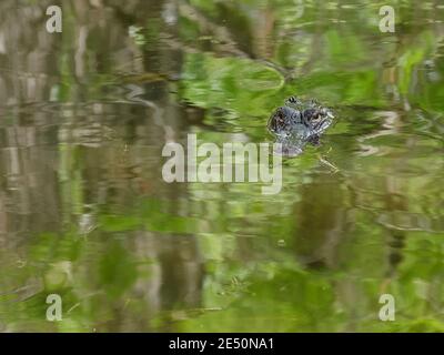 head of an alligator just above the surface of out of focus water rippled with reflections of trees above for the concept of lurking, hidden danger an Stock Photo