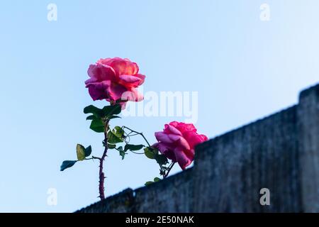 Lovely pink roses growing tall and proud over a garden wall Stock Photo