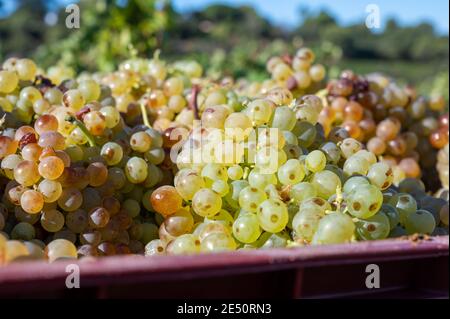 Starting of wine making process, harvesting of white Vermentino or Rolle grapes on vineyards in Cotes  de Provence, region Provence, south of France c Stock Photo