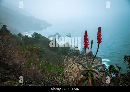 Succulent Flower and Overview of Big Sur During a California Coast Photography adventure Stock Photo