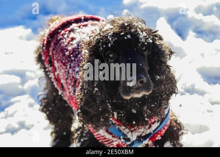 Black English Cocker Spaniel in the snow with a red coat Stock Photo