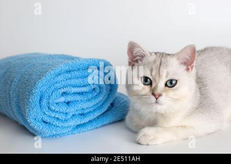 Cute kitten lie with roll of blue towel, on white background Stock Photo
