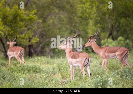 Close up of a herd of waterbucks grazing in south african savanna, surrounded by trees and vegetation Stock Photo