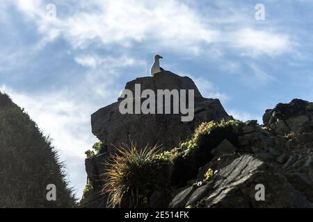Low angle shot of a seagull perched on a rock Stock Photo