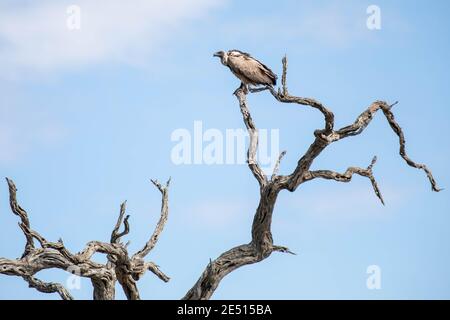 In south african savanna a vulture is perched on a branch of a dead tree, against a blue sky with puffy clouds Stock Photo