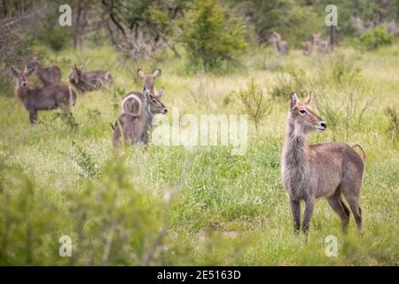 A herd of south african waterbucks is grazing in the grass and among bushes, and is looking sideways for potential danger Stock Photo