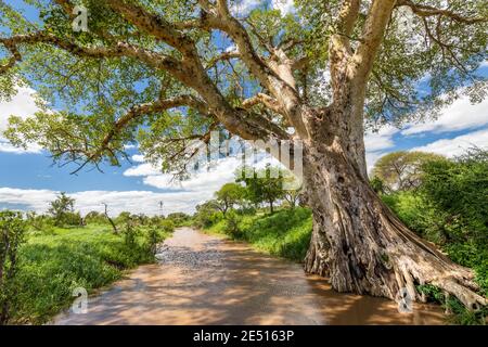 South african savanna, with a stream and a huge tree casting shadows in the foreground Stock Photo