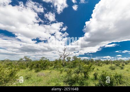 Wide angle shot of the south african savanna, with a solitary dead tree surrounded by green bushes under a blue sky with puffy clouds Stock Photo