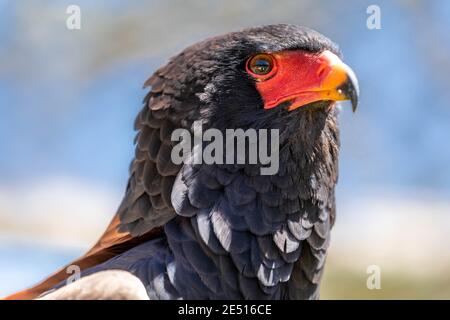 Close up portrait of a bateleur african eagle looking sideways, against a blue sky with clouds Stock Photo