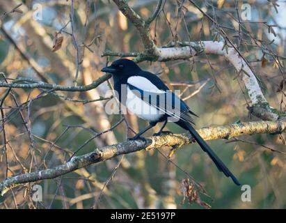 Eurasian Magpie, Pica pica, single adult perched in tree, Worcestershire, UK. Stock Photo