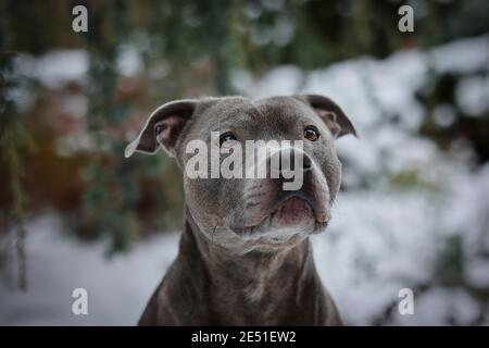 Close-up of Adorable Staffordshire Bull Terrier in Winter Garden. Headshot of Cute Staff Bull Dog during Cold Snowy Day. Stock Photo