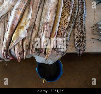 Moraenas on the table in Dar Es Salaam. Morey eel on slab at fish market, Tanzania Stock Photo