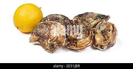 Isolated fresh oysters with a lemon on a white background Stock Photo