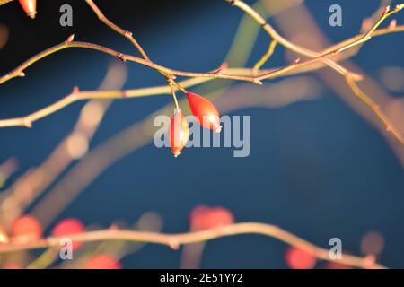 Close up of two rose hips on the bush with a blue and brown blurred background Stock Photo