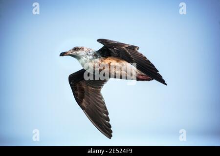 A juvenile Western Gull (Larus occidentalis) in flight in Monterey, California Stock Photo