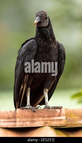 Black Vulture (Coragyps atratus) in Costa Rica Stock Photo