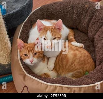 Couple of sly cats relaxing on the pet bed Stock Photo