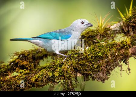 The Blue-gray Tanager bird (Thraupis episcopus) in the Cartago Province, Tayutic, Costa Rica Stock Photo