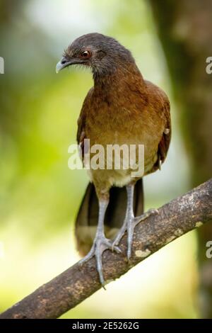 A Grey-headed Chachalaca (Ortalis cinereiceps) bird in Costa Rica Stock Photo