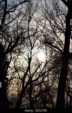 Trees and bushes in winter backlit by a sunset Stock Photo