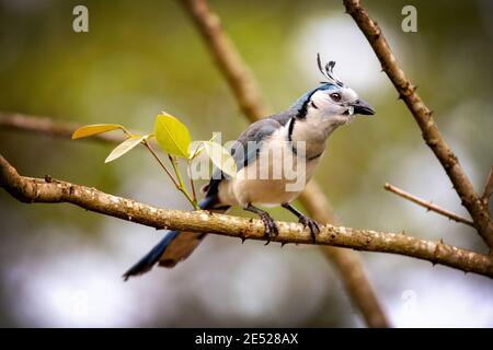 A White-throated Magpie-jay (Calocitta formosa) eating an insect in Costa Rica Stock Photo