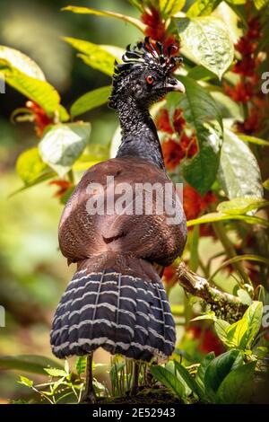 A female Great Curassow (Crax rubra) in Arenal Volcano National Park, Alajuela Province, Costa Rica *Vulnerable Stock Photo