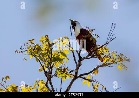 A male Three-wattled Bellbird (Procnias tricarunculatus) in Costa Rica. *Vulnerable Stock Photo
